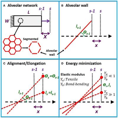 An Analytical Model for Estimating Alveolar Wall Elastic Moduli From Lung Tissue Uniaxial Stress-Strain Curves